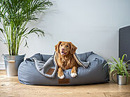 Why Dogs Love Their Beds?