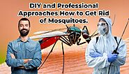 DIY and Professional Approaches How to Get Rid of Mosquitoes.