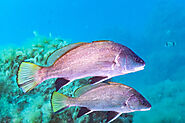 Ray-finned Fishes