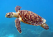 Sea Turtles