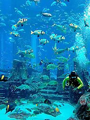 The Dubai Aquarium 