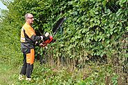 Shrubs for a fast-growing hedge. Everything you need to know! | EWIMAX | List