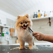 10 Essential Pet Grooming Tips for First-Time Pet Owners | Medium