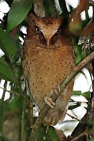 Serendib scops owl