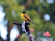 Black-capped bulbul