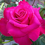 'Pretty Lady Rose'