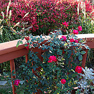 Star Roses and Plants Double Knock Out®