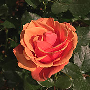 Star Roses and Plants 'Apricot Candy'