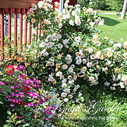 'Oso Easy' Series of Shrub Roses by Proven Winners