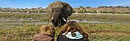 Elephant Encounter Botswana