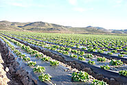 Plastic Mulching Film | Agricultural Mulch Sheet - Tilak Polypack