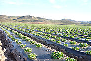 Biodegradable Mulch Film | Eco-Friendly Agri-Mulch - Tilak Polypack