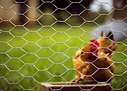 Hexagonal Chicken Wire Mesh Manufacturer & Supplier in UAE | ISO 9001 Certified