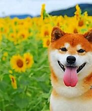 Shiba Inu Paint By Numbers