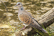 Jackson's Francolin