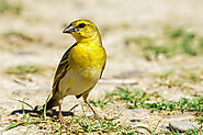 Clarke's Weaver