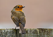 Aberdare Cisticola