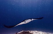 Manta Rays