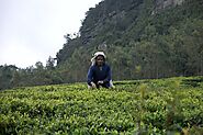 Guided tours of tea estates