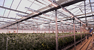 Learn How Greenhouse Supplemental Lighting Increases Yield and Profits