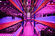 Sustainable Practices in Commercial LED Grow Light Farming