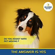 Paws in Transit: Seamless Pet Moving with Globe Moving