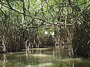 Head to Madu Ganga river in Beruwala