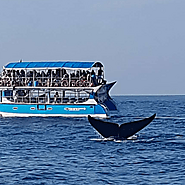 Whale watching off the coast of Mirissa