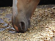 Alimentation du cheval : l’importance des compléments alimentaires - Sellerie Caval Connect