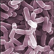 Getting to Know Lactobacillus sanfranciscensis!