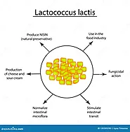 Characteristics of Lactococcus lactis