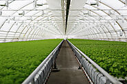 Sustainability in Horticulture: Reducing Environmental Footprint with LED Grow Lights