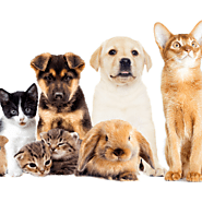 Pet Supplies Coupons: Promo Codes & Offers