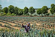 In Search of Excellence: What’s Additive-Free Tequila?