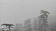 Live Snowfall at Shimla | Royal Rover Holiday