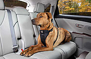 Keeping Your Dog Cool This Summer - TINT 360