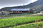 Monsoon Valley Vineyard