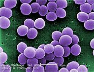 What is Staphylococcus carnosus?