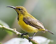 The Olive-backed Sunbird