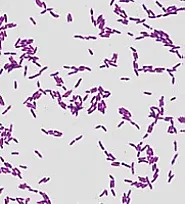 Unveiling the vital traits: Lactobacillus brevis key characteristics