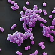 _Streptococcus faecalis_
