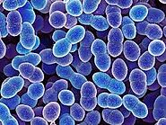 Unveiling the Enigmatic: Explore the Intriguing Traits of Streptococcus Faecalis!