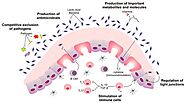 Dairy | Free Full-Text | Lactic Acid Bacteria: Food Safety and Human Health Applications