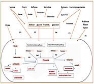 Fermentation | Free Full-Text | Highlighting the healthy Impact of Lactic-Acid-Bacteria-Derived Flavours or Aromas on...