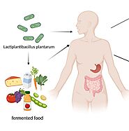 Risks associated with Lactobacillus plantarum