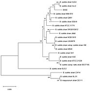 Microorganisms | Free Full-Text | Preclinical Safety Assessment of Bacillus subtilis BS50 for Probiotic and Food Appl...