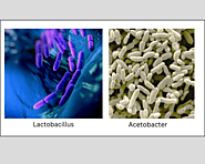 Lactobacillus and Acetobacter are the bacteria involved in the fermentation