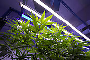 The Science Behind LED Grow Lights - CALIFORNIALIGHTWORKS