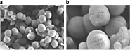 Tetragenococcus halophilus