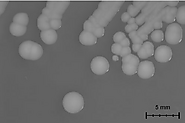 White- cream pigmented Pseudomonas putida